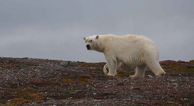 Polar Bear curious OZ9W3715