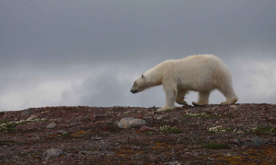 Polar Bear curious OZ9W3721