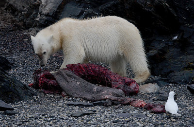 Polar Bear young on dead seal OZ9W5108