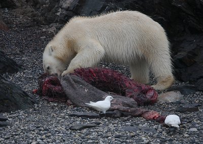 Polar Bear young on dead seal OZ9W5112