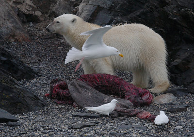 Polar Bear young on dead seal 1