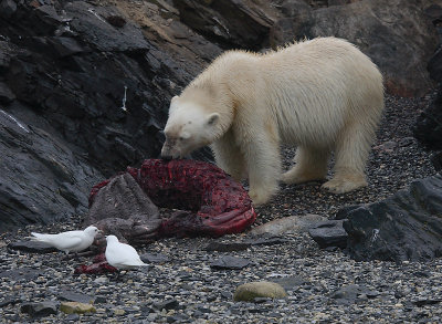 Polar Bear young on dead seal OZ9W5145