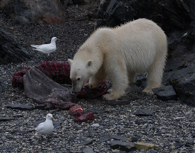 Polar Bear young on dead seal 2