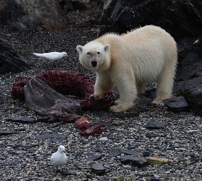 Polar Bear young on dead seal OZ9W5157
