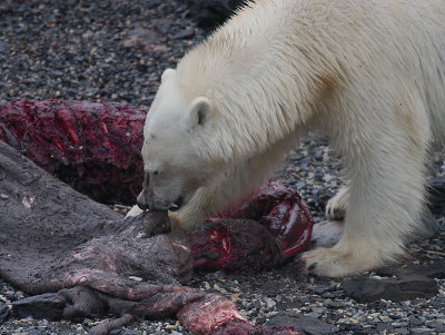 Polar Bear young on dead seal 3