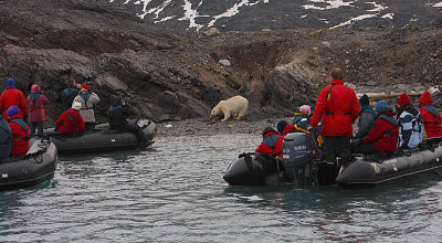 Polar Bear young on dead seal OZ9W5174