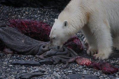 Polar Bear young on dead seal OZ9W5186