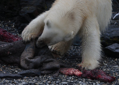 Polar Bear young on dead seal