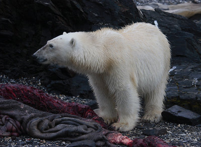 Polar Bear young on dead seal OZ9W5206