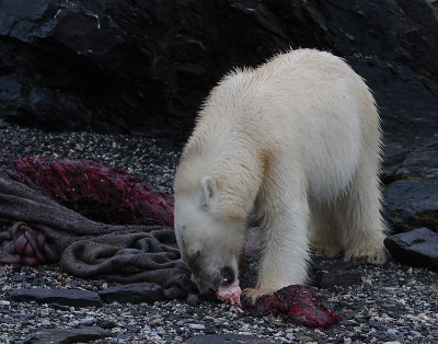 Polar Bear young on dead seal OZ9W5231