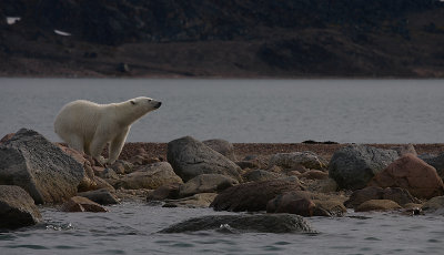 Polar Bear immature going in OZ9W5711