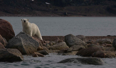 Polar Bear immature going in OZ9W5713