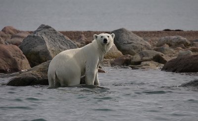 Polar Bear immature going in OZ9W5725a