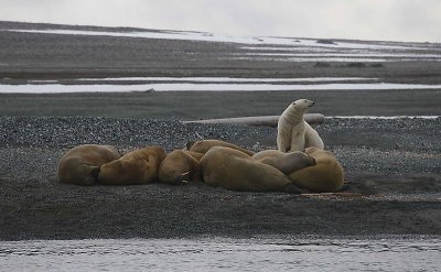 Polar Bear big male on shore with Walrus