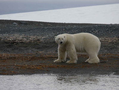 Polar Bear big male on shore OZ9W5850