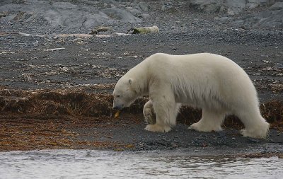 Polar Bear big male on shore 1
