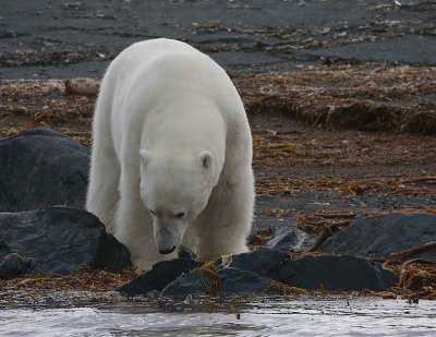 Polar Bear big male on shore OZ9W5866