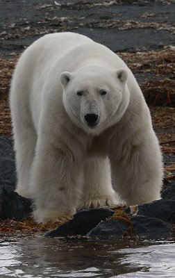 Polar Bear big male on shore 2
