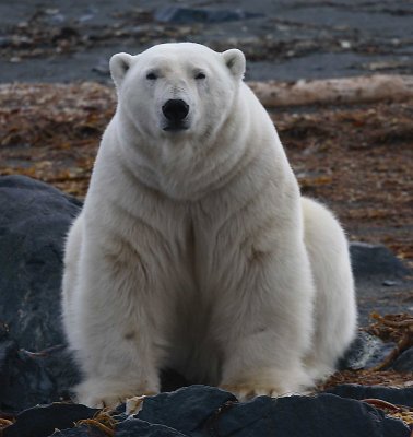 Polar Bear big male on shore 3