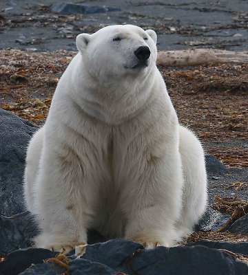Polar Bear big male on shore OZ9W5892