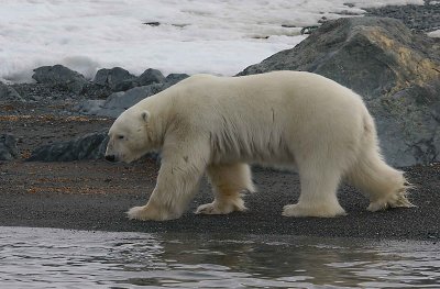 Polar Bear big male on shore OZ9W5912
