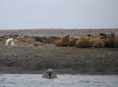 Polar Bear near Walrus OZ9W6859