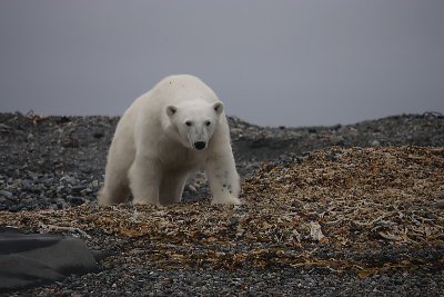 Polar Bear curious OZ9W6879