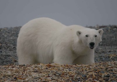 Polar Bear curious OZ9W6895