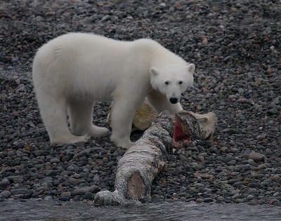 Polar Bear young on whale backbone OZ9W6976a