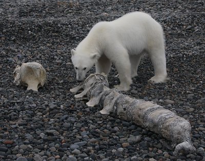 Polar Bear young on whale backbone OZ9W7017