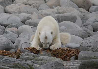 Polar Bear male eating seaweed OZ9W8868