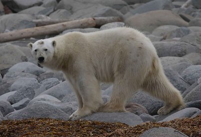 Polar Bear male hungry OZ9W8909