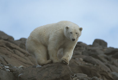 Polar Bear male up high 5