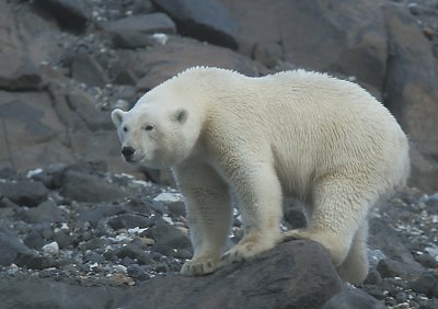 Polar Bear male up high 1