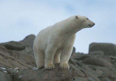 Polar Bear male up high 7