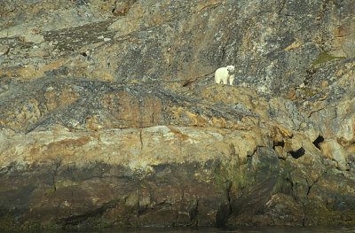 Polar Bear on bare rocks