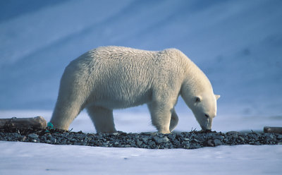 Polar Bear subadult male 2