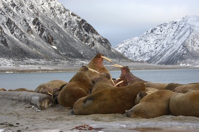 Walrus haulout 2 Svalbard