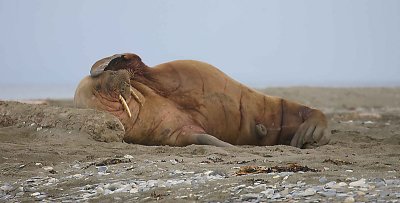 Walrus male sunbathing OZ9W0390