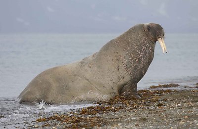 Walrus male coming ashore OZ9W0412