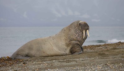 Walrus male coming ashore OZ9W0423