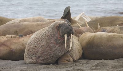 Walrus male in haulout OZ9W3136