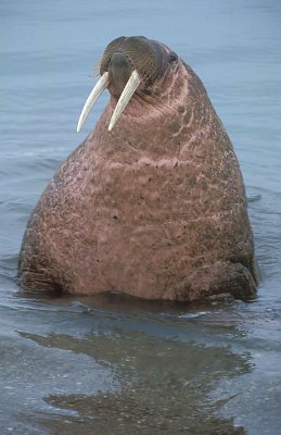 Walrus male coming ashore 1