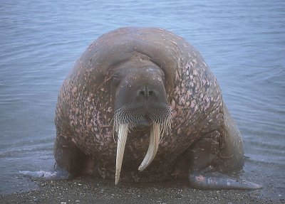 Walrus male coming ashore 2