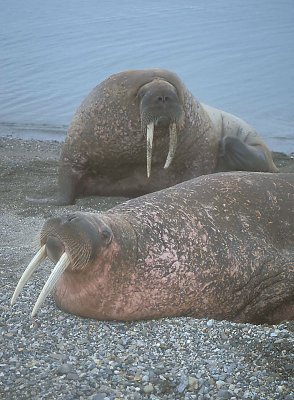 Walrus males resting on beach