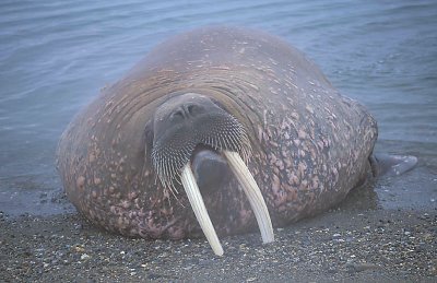 Walrus male coming ashore 3
