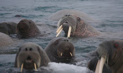 Walrus male with 3 tusks OZ9W0600