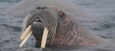 Walrus male with 3 tusks OZ9W0600a