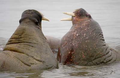 Walrus males sparring OZ9W3074