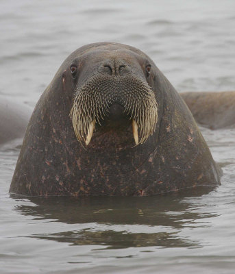 Walrus young male in water OZ9W3081